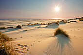 Dunes at Kniepsand, Amrum island, North Sea, North Friesland, Schleswig-Holstein, Germany