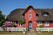 Rhododendron in front of a frisian house with thatched roof, Sueddorf, Amrum island, North Sea, North Friesland, Schleswig-Holstein, Germany