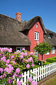 Rhododendron in front of a frisian house with thatched roof, Sueddorf, Amrum island, North Sea, North Friesland, Schleswig-Holstein, Germany