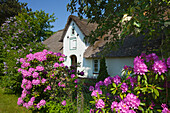 Rhododendron in front of a frisian house with thatched roof, Nebel, Amrum island, North Sea, North Friesland, Schleswig-Holstein, Germany