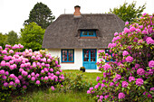 Rhododendron in front of a frisian house with thatched roof, Nebel, Amrum island, North Sea, North Friesland, Schleswig-Holstein, Germany