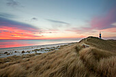 Sheep in the dunes, List Ost lighthouse, Ellenbogen peninsula, Sylt island, North Sea, North Friesland, Schleswig-Holstein, Germany