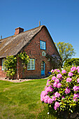 Rhododendron vor reetgedecktem Friesenhaus, Keitum, Insel Sylt, Nordsee, Nordfriesland, Schleswig-Holstein, Deutschland