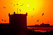 Möwen fliegen über den Hafen in der Nähe von der portugiesischen Zitadelle, Essaouira, Marokko