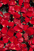 Rote Rosenblüten, Riad Anayela, Marrakesch, Marokko
