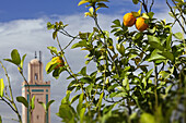Orange trees on rooftop, Riad Farnatchi, Marrakech, Morocco
