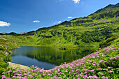 Meadow of flowers at lake Lac de Pormenaz, Passy Nature Reserve, Haute-Savoie, Rhone-Alpes, France