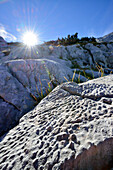 Kalkfelsplatte mit versteinerten Korallen, Hoher Göll, Nationalpark Berchtesgaden, Berchtesgadener Alpen, Oberbayern, Bayern, Deutschland