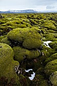 Moss on lava rock, Southern Iceland, Iceland, Europe.