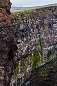 Latrabjarg bird cliffs, Westfjords, Iceland, Europe.