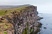 Latrabjarg bird cliffs, Westfjords, Iceland, Europe.