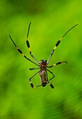 Tropical forest, Kuna Yala Region, Panama, Central America, America