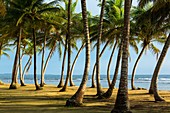 Aguja Island, San Blas archipelago, Kuna Yala Region, Panama, Central America, America