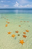 Starfish Beach, Colon Island, Bocas del Toro Archipelago, Bocas del Toro Province, Panama, Central America, America