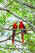 Scarlet Macaw Ara macao