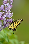 Canadian tiger swallowtail Papilio Canadensis nectaring lilac flowers, Greater Sudbury Lively, Ontario, Canada