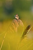 Tree Swallow Tachycineta bicolor Young roosting on giant reeds, Niagara College Wetlands, Welland, Ontario, Canada