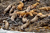 Northern sea lion (Eumetopias jubata) Haulout at Tatsung Rocks, Haida Gwaii (Queen Charlotte Islands) Gwaii Haanas NP, British Columbia, Canada.