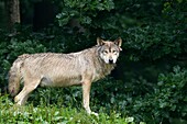 Timber Wolf (Canis lupus lycaon) in Game Reserve, Bavaria, Germany.