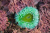 Sea anemone in tide pool at Point of the Arches, Olympic National Park