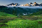 Tatoosh Range from Paradise wildflowers meadows, Mount Rainier National Park