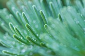 Spruce Needles with morning dew