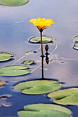 Fringed Water-lily or Yellow Floating-heart, Nymphoides peltata blooming - Bavaria/Germany