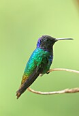 Golden-tailed Sapphire hummingbird Altos Mirandinos Venezuela
