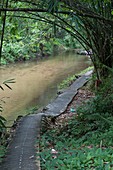 Annah Rais hot spring, Sarawak, Malaysia.