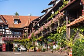 Charming traditional house in Itterswiller, Alsace, France, Europe