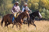 Two wranglers cowboys on horse, Montana, USA