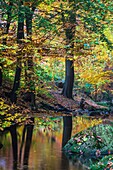 Stream, forest and fallen leaves in autumn, Harz, Germany, Europe