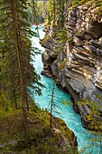 Athabasca Canyon in the Jasper National Park, Alberta, Canada