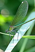 Western Demoiselle, Calopteryx xanthostoma  Female on grass