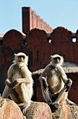 India, Rajasthan, Ranthambore National Park, Ranthambore fort, Gray langur monkeys.