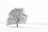 A single tree in a field during a snowstorm