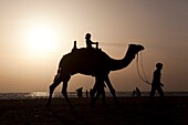 A girl riding a camel at sunset