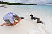 Galapagos sea lion pup Zalophus wollebaeki with photographer Mark Thiessen on Gardner beach on Santiago Island in the Galapagos Island Archipelago, Ecuador  Model Release MT051912