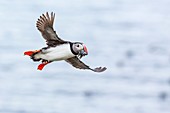 Atlantic puffin Fratercula arctica returning to its nesting burrow with small fish for chicks, Vigur Island, Iceland