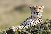 Cheetah Acinonyx jubatus Maasai Mara, Kenya Africa, East Africa, Kenya, December