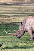 White rhinoceros or square-lipped rhinoceros Ceratotherium simum  Africa, East Africa, Kenya, December