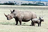 White rhinoceros or square-lipped rhinoceros Ceratotherium simum, mother with calf  Africa, East Africa, Kenya, December