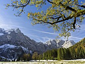 Eng Valley with the famous sycamore maple trees, Karwendel mountain range, during late autumn - fall  The Eng valley is the most famous of all valleys in karwendel mountain range  Next to the sheer rock faces of the karwendel mountains the sycamore maple 