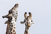 Giraffe giraffa camelopardalis, subspecies Masai Giraffe Giraffa Camelopardalis Tippelskirchi in the Masai Mara Maasai Mara game reserve  Two bulls necking and displaying  Necking is used to establish dominance  The fighting can be more gentle like erecti
