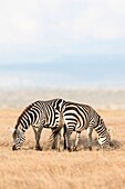 Plains zebra (Equus quagga) also called common zebra or Burchell's zebra, subspecies E. q. boehmi (Grant's zebra) in Kenya. Africa, East Africa, Kenya, December