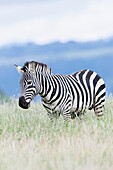 Plains zebra (Equus quagga) also called common zebra or Burchell's zebra, subspecies E. q. boehmi (Grant's zebra) in Kenya, Lewa Game Reserve. Africa, East Africa, Kenya, November