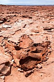 Dinosaur Track Near Tuba City, Arizona, USA