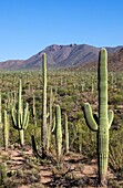 Giant Cacti in Saguaro N P , Arizona, USA