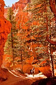 hiking through colourful rock formations of Bryce Canyon National Park, United States of America, USA