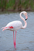 Greater Flamingo Phoenicopterus roseus, Ornithological park of Pont-de-Gau, Saintes Maries de la Mer, Camargue, France